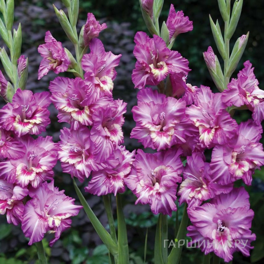 Гладиолус Танго