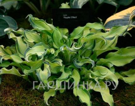 Хоста Риппл Эфект (SM)
