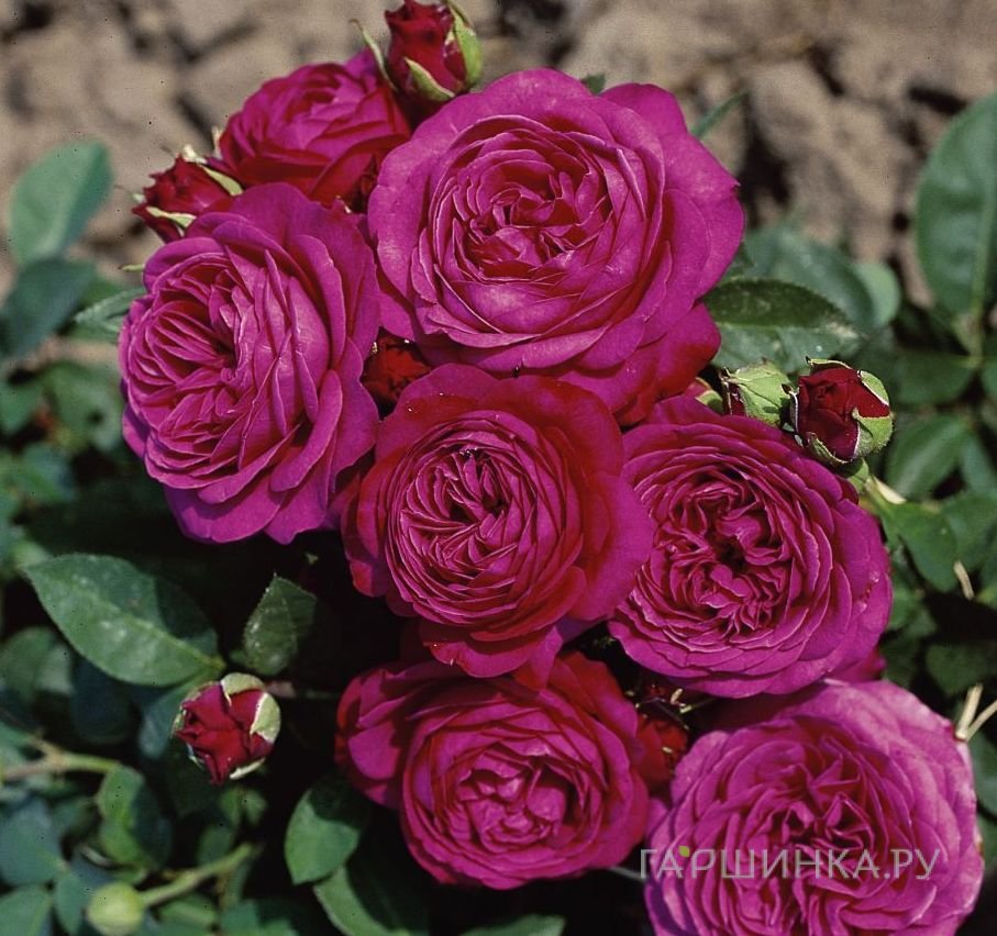 Роза Хайди Клум флорибунда, Топалович (лиц)