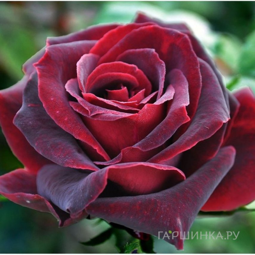 Роза Папа Мейян чайно-гибридная, Топалович (лиц)