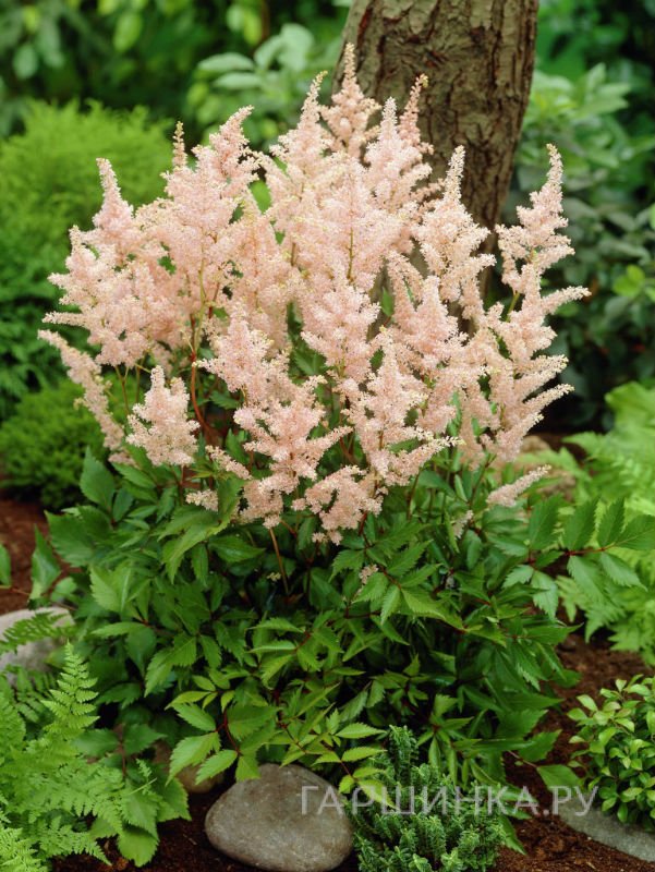 Астильба японская Пич Блоссум