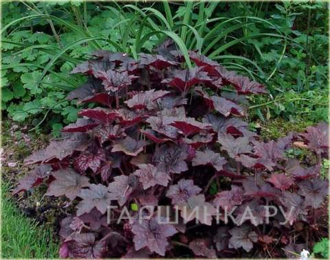 Гейхера Палас Пурпл