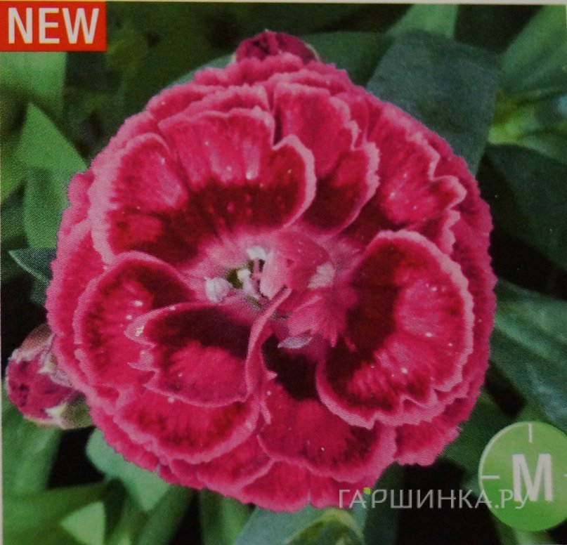 Гвоздика Роуз Ред