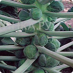 Капуста брюссельская Касио (0,1 гр.)