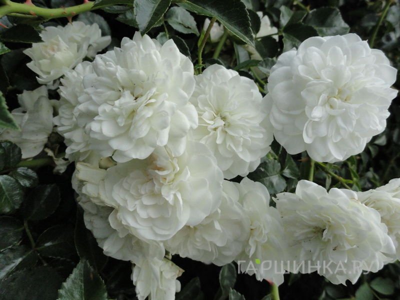 Роза Свани почвопокровная, Топалович (лиц)