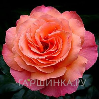 Роза Альбрехт Дюрер чайно-гибридная, Тантау (лиц)