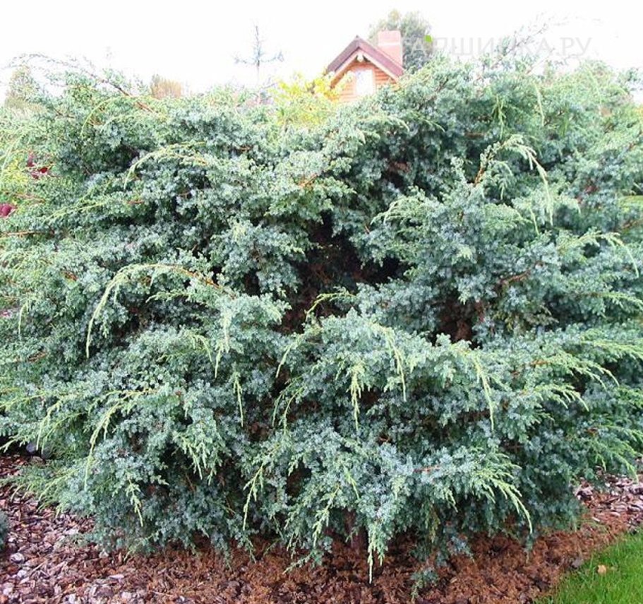 Можжевельник чешуйчатый Мейери