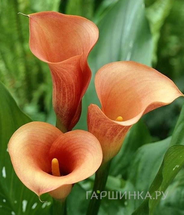 Калла Моцарт