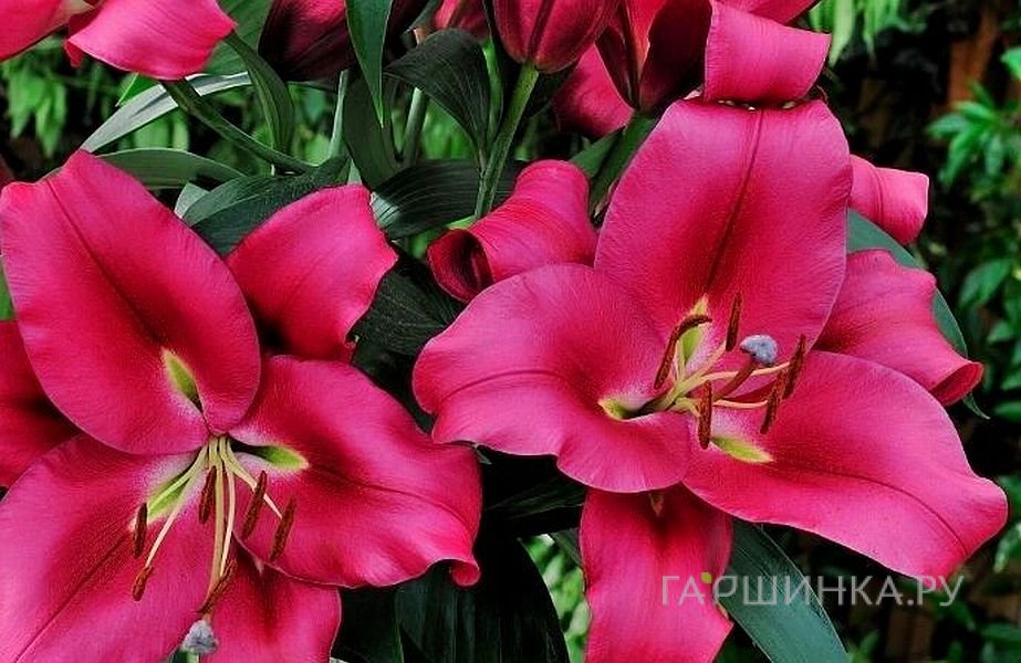 Лилия Карбонеро ОТ-гибрид /2шт