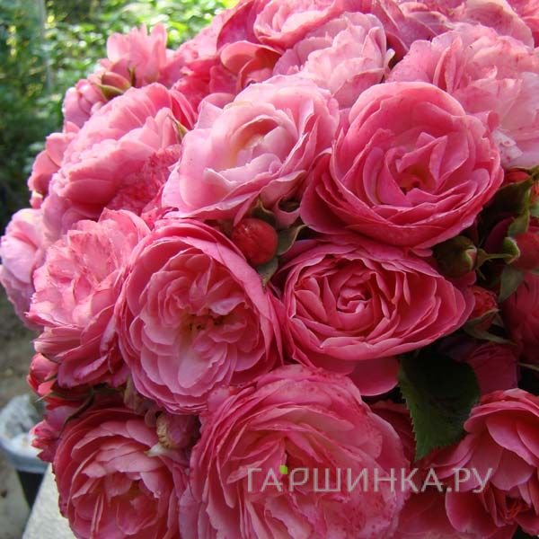 Роза Валферданге мускусная, Ленс (лиц)