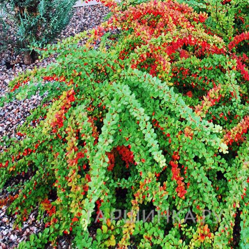 Барбарис Тунберга Грин Карпет