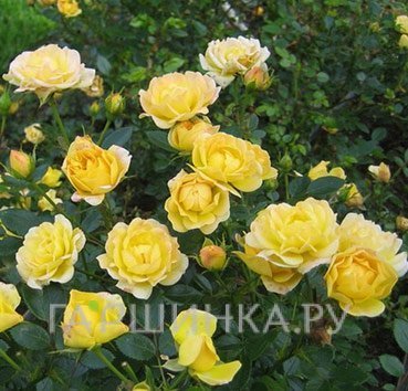 Роза Еллоу Фейри почвопокровная, Топалович (лиц)