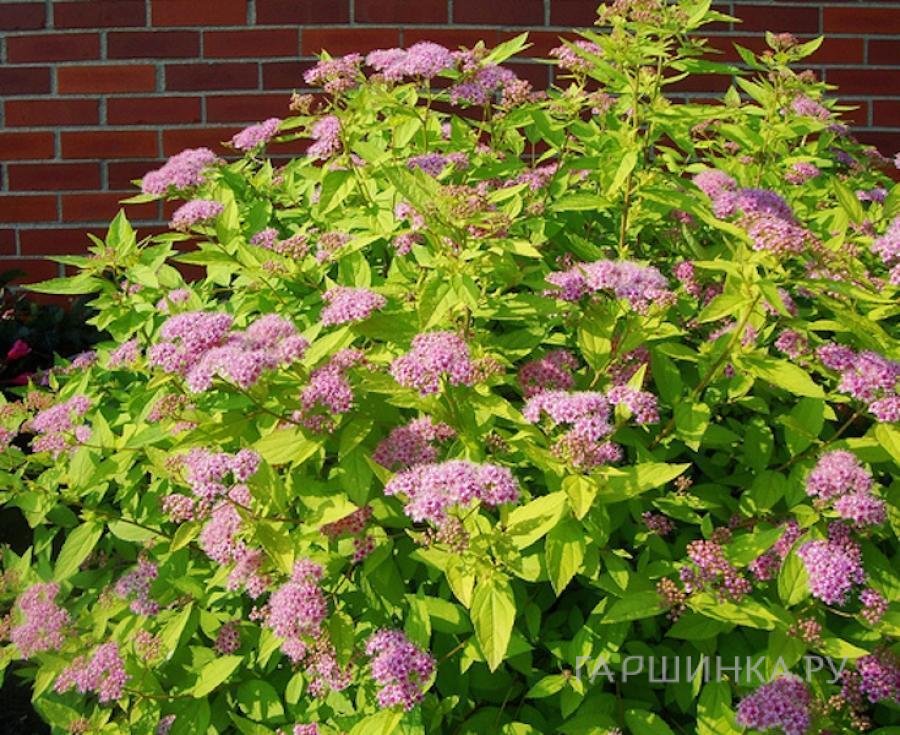 Спирея японская Голден Принцесс