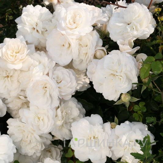 Роза Кастельрутер Шпатцен Роуз почвопокровная, Тантау (лиц)