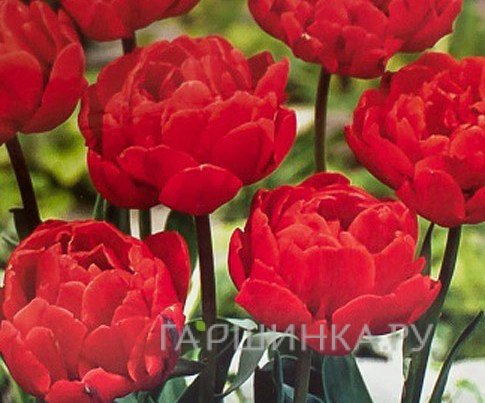 Тюльпан Абба махровый ранний 5шт