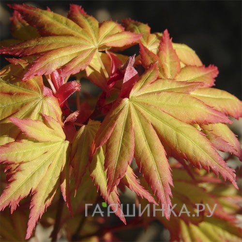 Клен Оранж Дрим