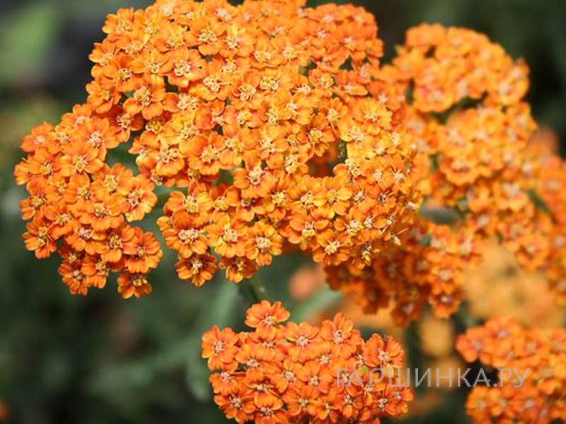 Тысячелистник Терракота