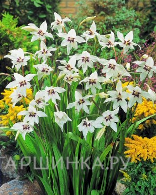 Ацидантера Мюриэл 10шт