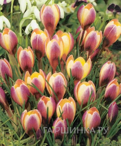 Крокус Адванс 15 шт