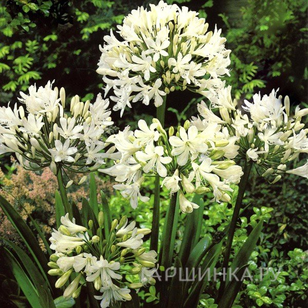 Агапантус Вайт