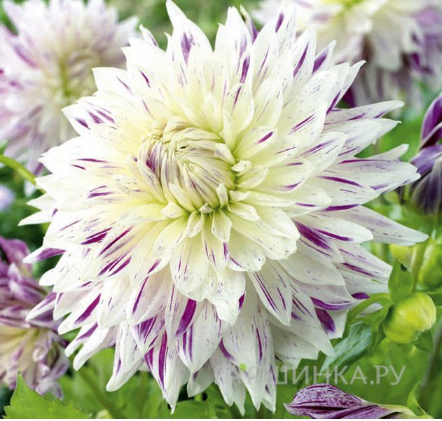 Георгина Акита Страйпед декоративная