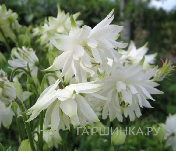 Аквилегия Вайт Барлоу