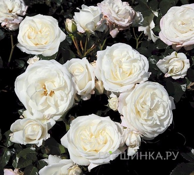 Роза Алабастер флорибунда, Тантау (лиц)