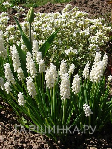 Мускари Альба 8 шт