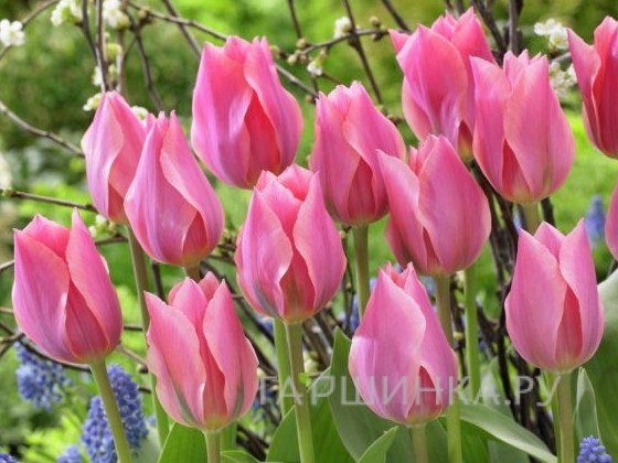 Тюльпан Альберт Хейн Фостера 5шт