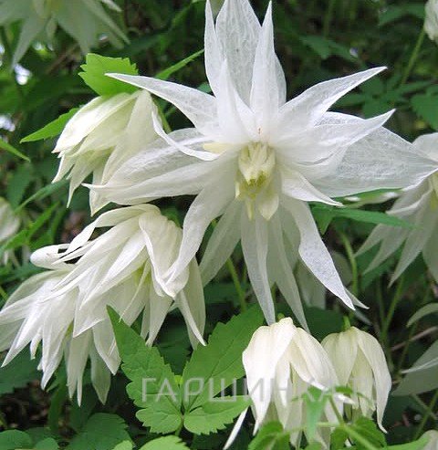 Клематис (Княжик) Альбина Пленa махровый (1)
