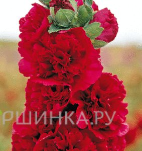 Шток-роза Double Red махровая