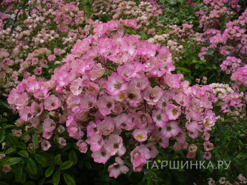 Роза Алден Бисен мускусная, Ленс (лиц)