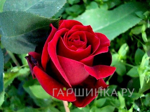 Роза Норита чайно-гибридная, Imperial Rose