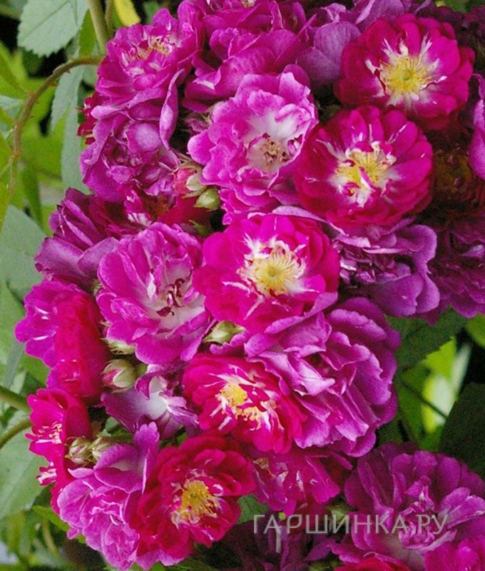 Роза Партикль плетистая Imperial Rose