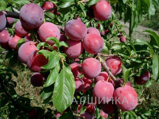 Слива Аленушка