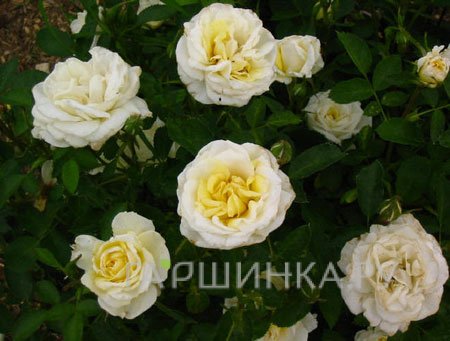 Роза Джей Пи Коннел канадская парковая (лиц)