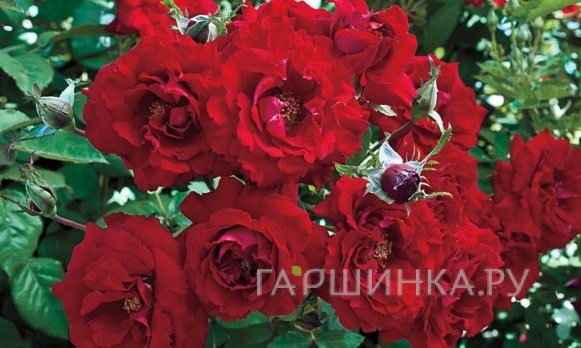 Роза Олл Эблейз плетистая, Викс (лиц)