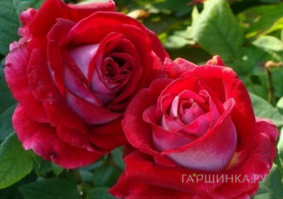 Роза Альянс чайно-гибридная, Imperial Rose