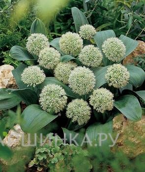 Лук декоративный Айвори Квин 3 шт