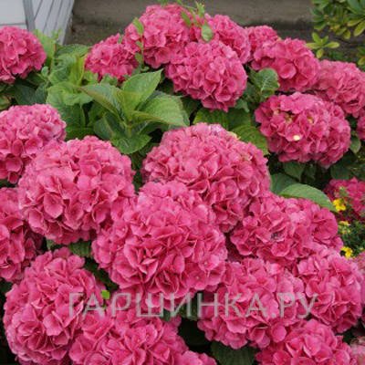 Гортензия Альпенглюхен крупнолистная (макрофила)