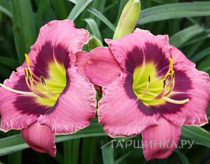 Лилейник Олвэйс Автенун