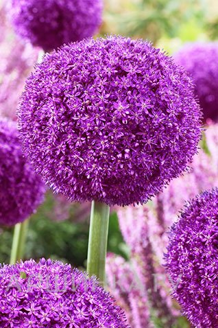 Лук декоративный Амбассадор 1 шт