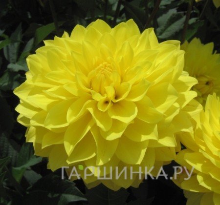 Георгина Американ Сан декоративная