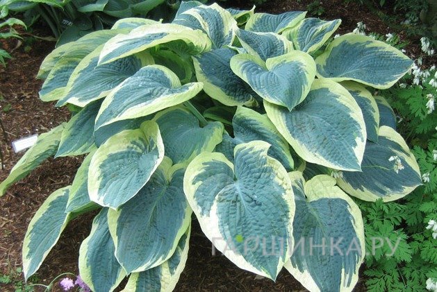 Хоста Американ Хало (L)