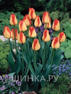 Тюльпан Американ Дрим Дарвина 5шт