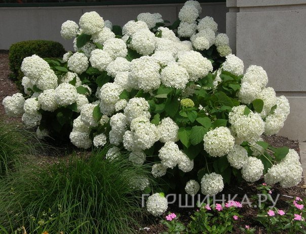 Гортензия Анабель древовидная
