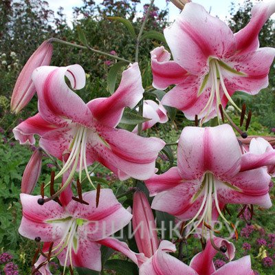 Лилия Анастасия ОТ-гибрид