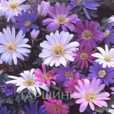 Анемона (Ветреница) Бланда Микс 8шт