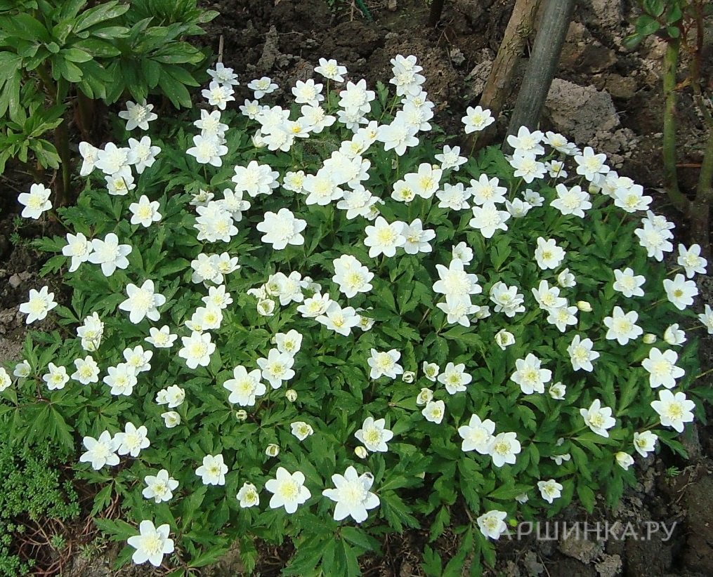 Анемона (Ветреница) дубравная