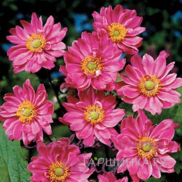 Анемона (Ветреница) японская Памина